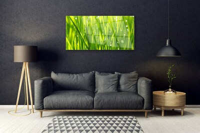 Schilderij op acrylglas Grass nature plant