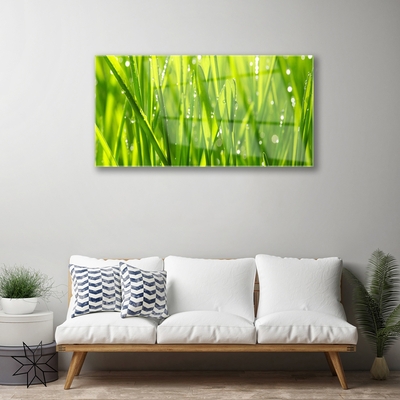 Schilderij op acrylglas Grass nature plant