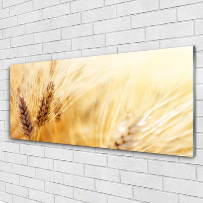 Schilderij op acrylglas Tarwe plant nature