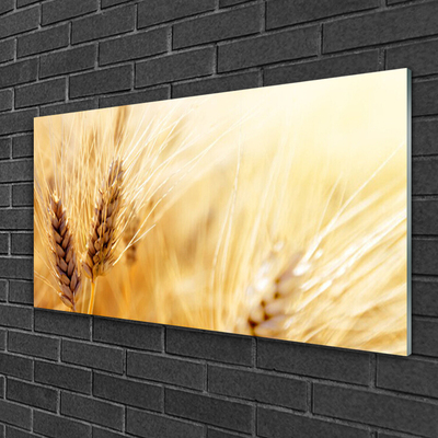 Schilderij op acrylglas Tarwe plant nature