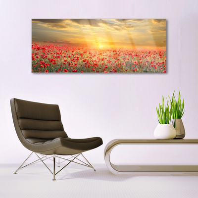 Schilderij op acrylglas Zon meadow bloemen van de papaver