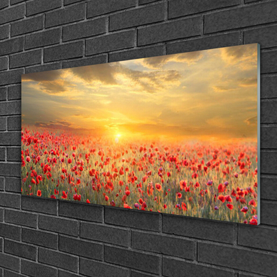 Schilderij op acrylglas Zon meadow bloemen van de papaver