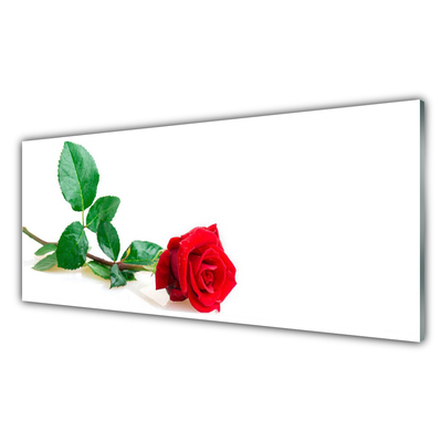 Plexiglas schilderij Rose flower plant natuur