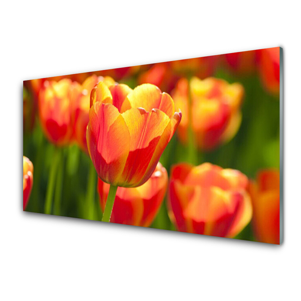 Plexiglas schilderij Tulpen bloemen plant