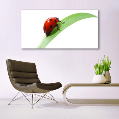 Plexiglas schilderij Ladybug leaf nature
