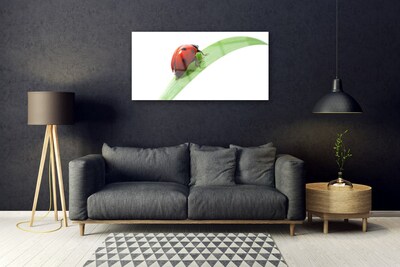 Plexiglas schilderij Ladybug leaf nature