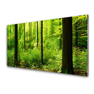 Plexiglas schilderij Green forest trees nature