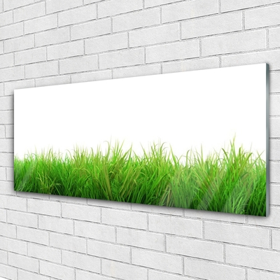 Plexiglas schilderij Grass nature plant