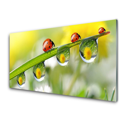 Plexiglas schilderij Leaf lieveheersbeestjes nature