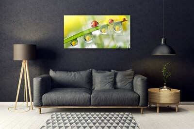Plexiglas schilderij Leaf lieveheersbeestjes nature