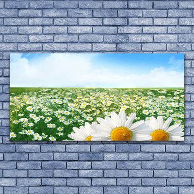 Plexiglas schilderij Daisy meadow flowers field