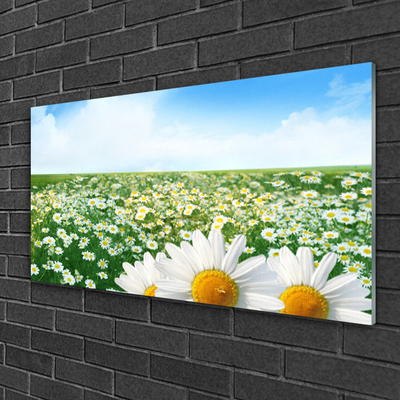 Plexiglas schilderij Daisy meadow flowers field