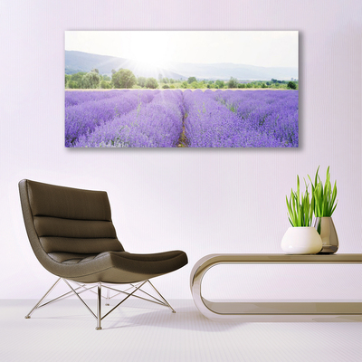 Plexiglas schilderij Gebied van de lavendel weide natuur