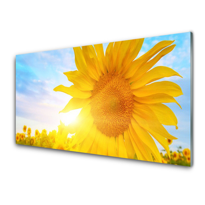 Plexiglas schilderij Zonnebloem sun flower