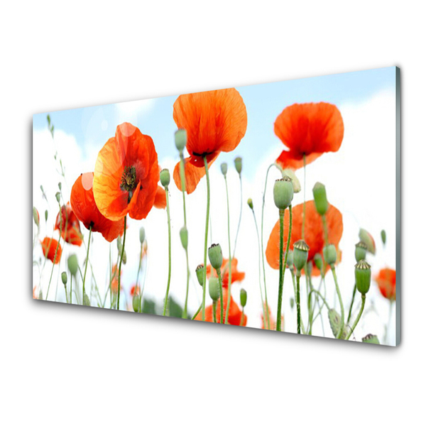 Plexiglas schilderij Veld met klaprozen bloemen weide natuur