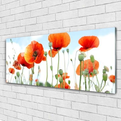 Plexiglas schilderij Veld met klaprozen bloemen weide natuur