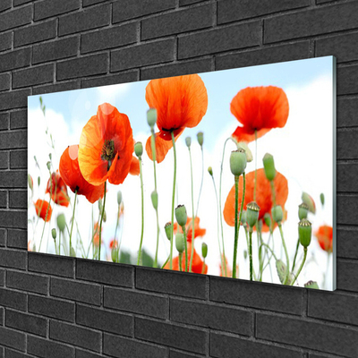 Plexiglas schilderij Veld met klaprozen bloemen weide natuur