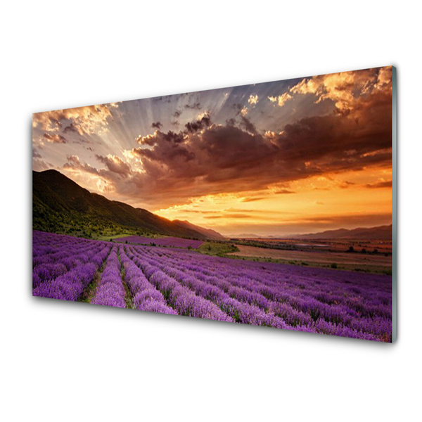 Plexiglas schilderij Field of lavender sunset