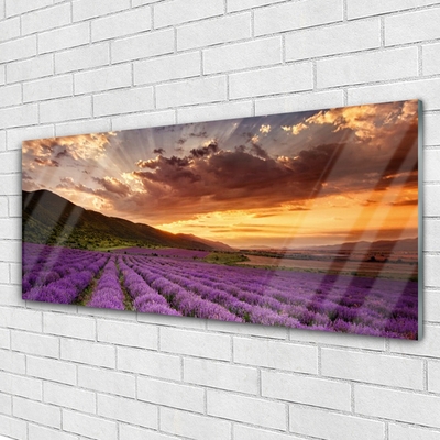 Plexiglas schilderij Field of lavender sunset