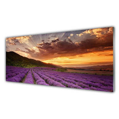 Plexiglas schilderij Field of lavender sunset