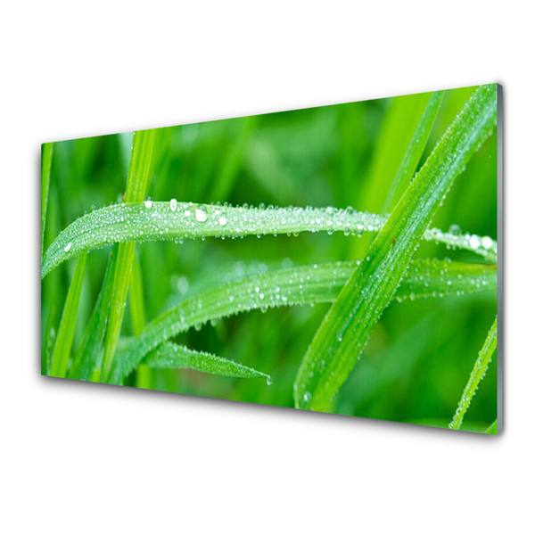 Plexiglas schilderij Bladeren natuur dew drops