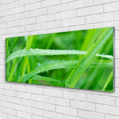 Plexiglas schilderij Bladeren natuur dew drops