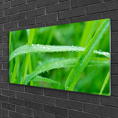 Plexiglas schilderij Bladeren natuur dew drops