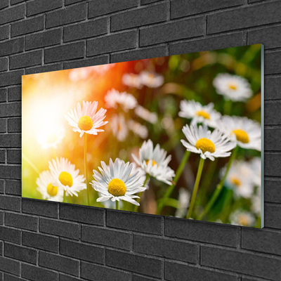 Plexiglas schilderij Daisies flowers rays