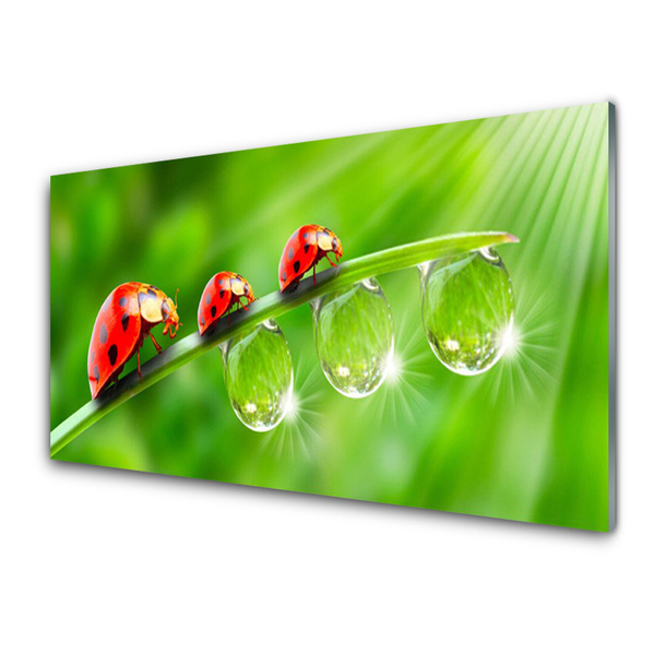 Print op plexiglas Lieveheersbeestje op een blad drops