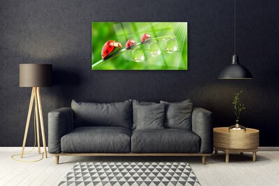 Print op plexiglas Lieveheersbeestje op een blad drops
