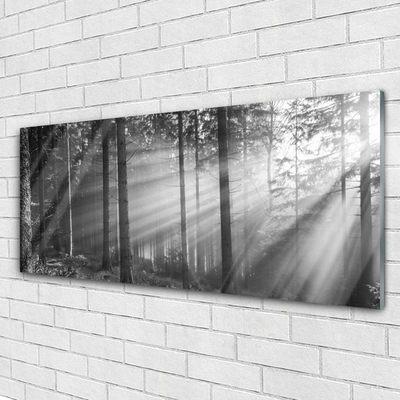 Print op plexiglas Natuur bos zonnestralen