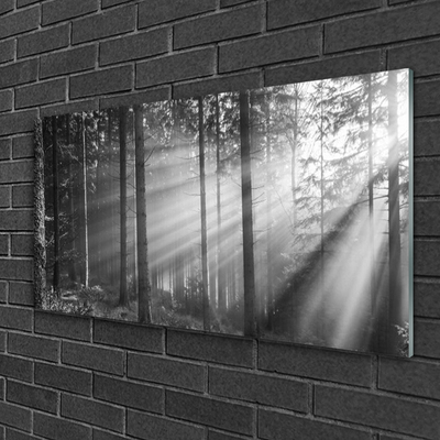 Print op plexiglas Natuur bos zonnestralen