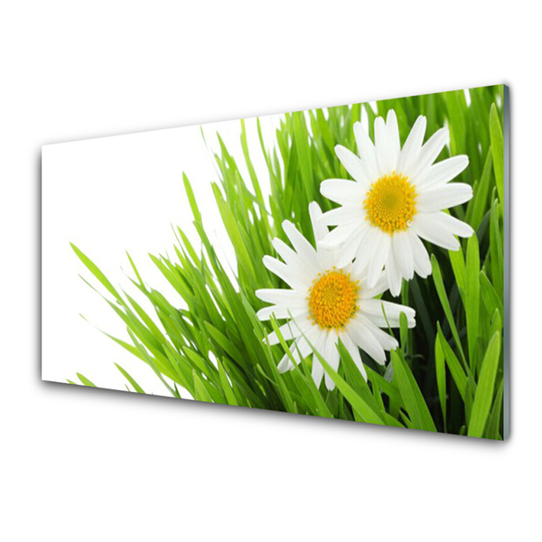 Print op plexiglas Daisy flower nature