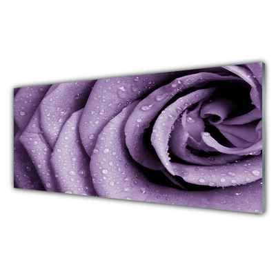 Print op plexiglas Rose flower plant