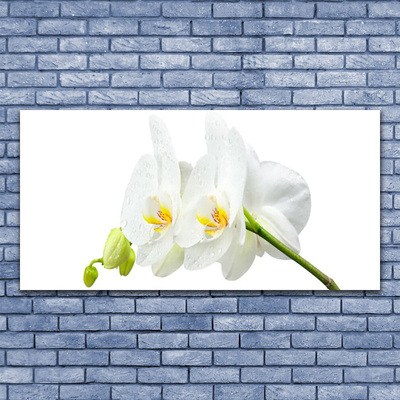 Print op plexiglas Bloemblaadjes witte orchidee