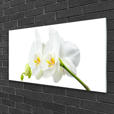 Print op plexiglas Bloemblaadjes witte orchidee