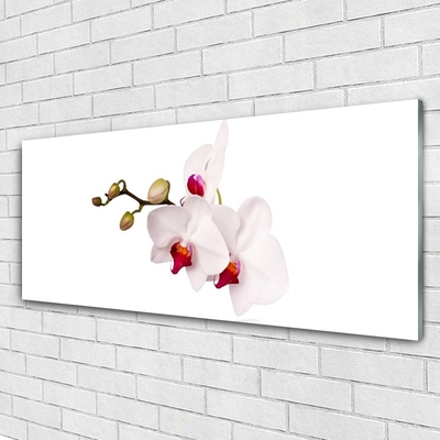 Print op plexiglas Orchideebloemen nature