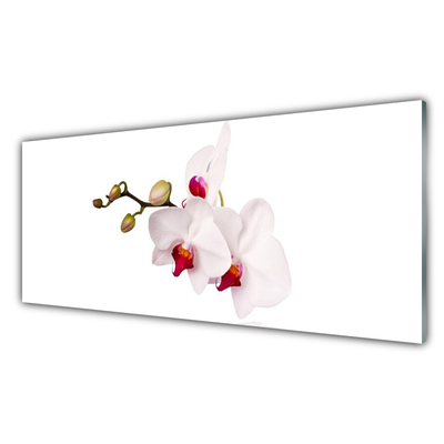 Print op plexiglas Orchideebloemen nature