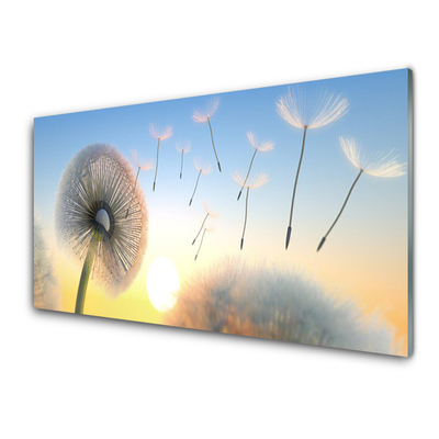 Print op plexiglas Dandelion flower plant