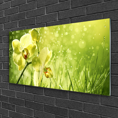 Print op plexiglas Grass nature plant