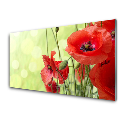 Print op plexiglas Klaprozen bloemen nature plant