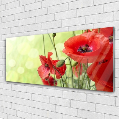 Print op plexiglas Klaprozen bloemen nature plant