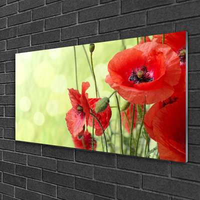 Print op plexiglas Klaprozen bloemen nature plant