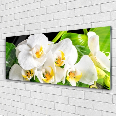 Print op plexiglas Orchideebloemen nature