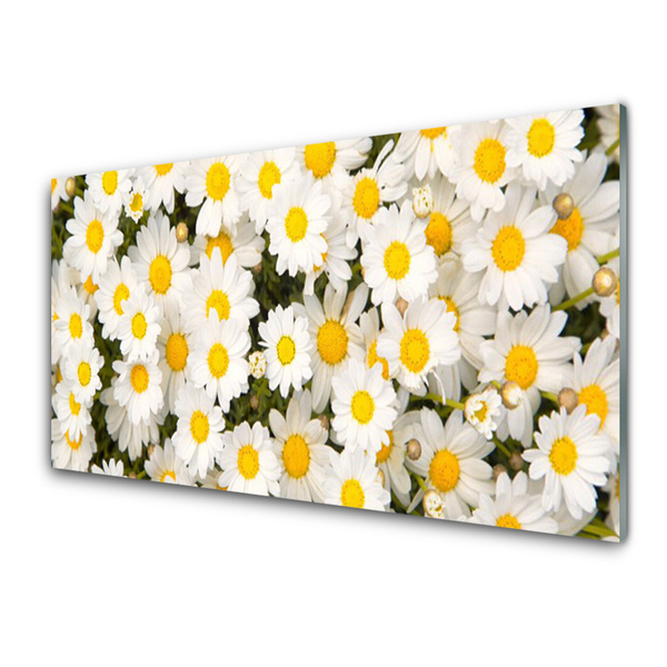 Print op plexiglas Madeliefjes bloemen