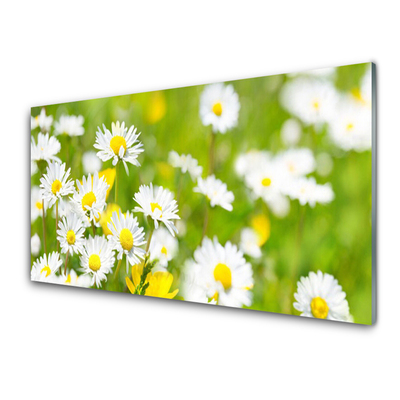 Print op plexiglas Daisy flower plant