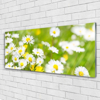 Print op plexiglas Daisy flower plant