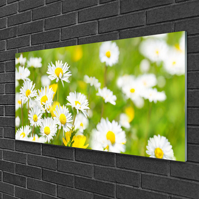 Print op plexiglas Daisy flower plant