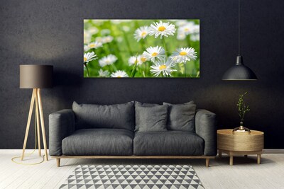 Print op plexiglas Daisy flower plant