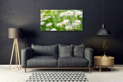 Print op plexiglas Daisy flower plant